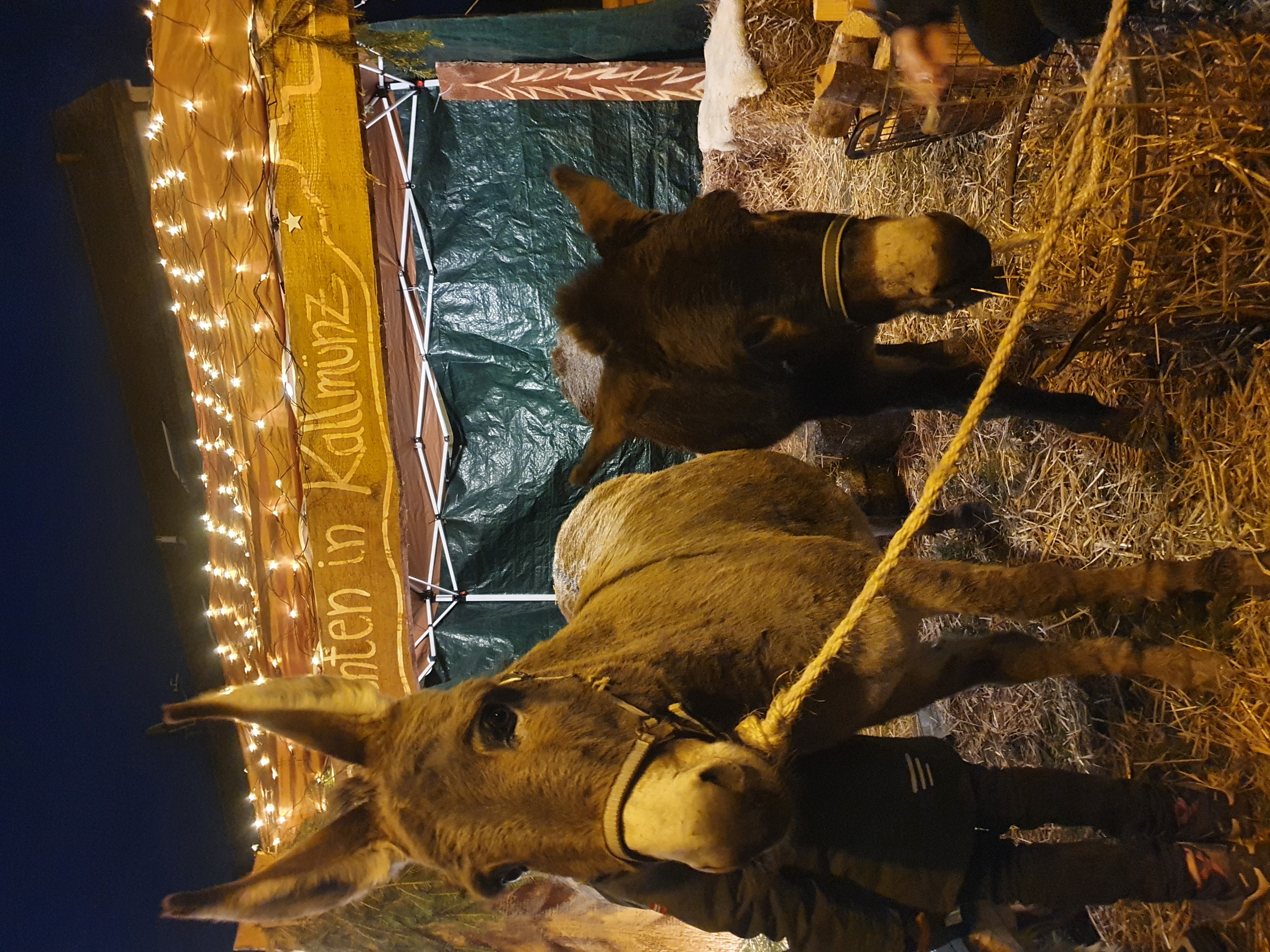 Zwei Esel beim Weihnachtsmarkt